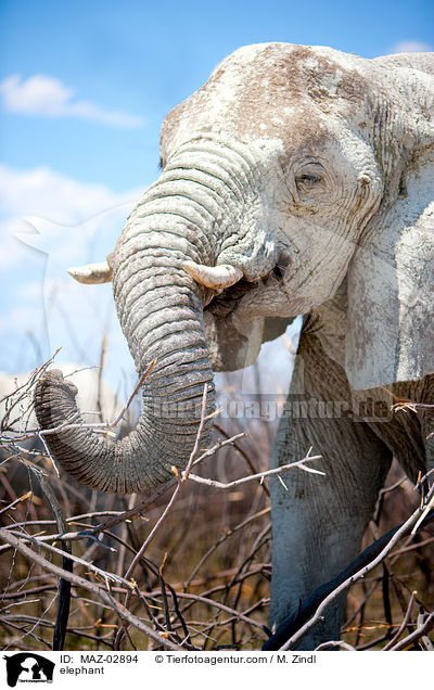 Afrikanischer Elefant / elephant / MAZ-02894