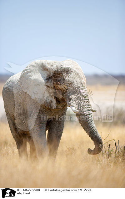 Afrikanischer Elefant / elephant / MAZ-02900