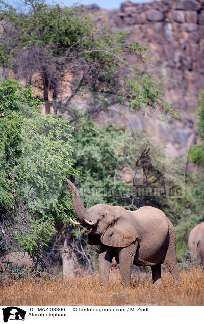 Wstenelefant / African elephant / MAZ-03306