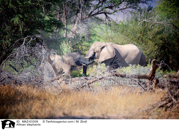 Wstenelefanten / African elephants / MAZ-03308