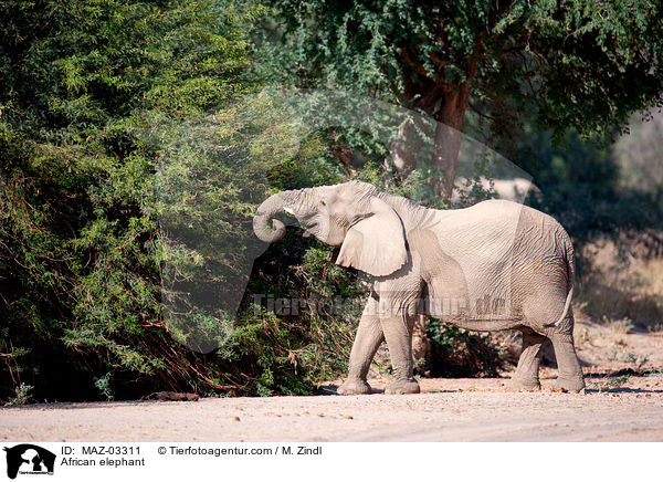 Wstenelefant / African elephant / MAZ-03311