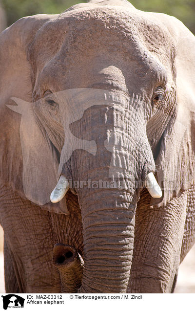 Wstenelefant / African elephant / MAZ-03312