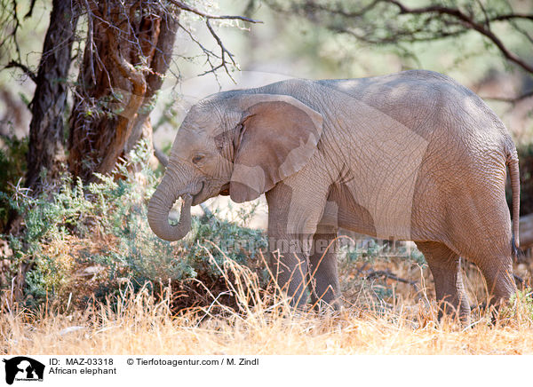 African elephant / MAZ-03318