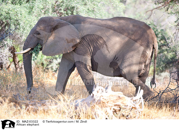 Wstenelefant / African elephant / MAZ-03322