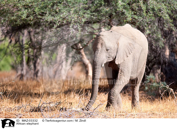 Wstenelefant / African elephant / MAZ-03332