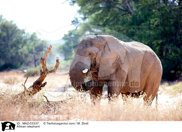 African elephant / MAZ-03337