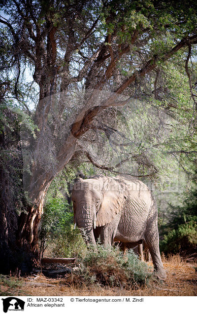 Wstenelefant / African elephant / MAZ-03342