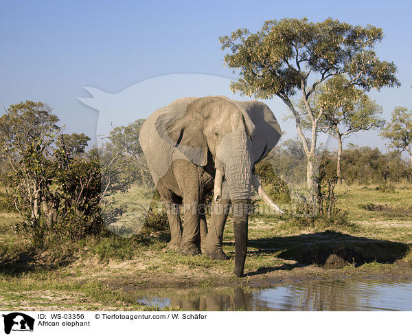 Afrikanischer Elefant / African elephant / WS-03356