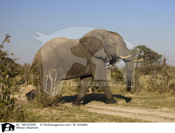 Afrikanischer Elefant / African elephant / WS-03358