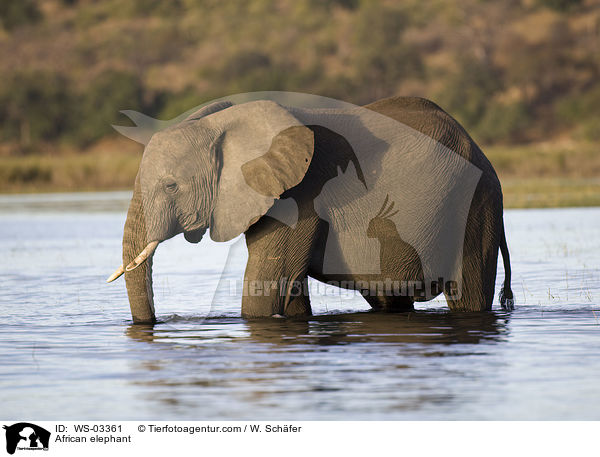 African elephant / WS-03361