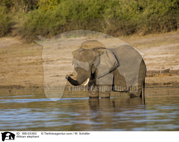 Afrikanischer Elefant / African elephant / WS-03362