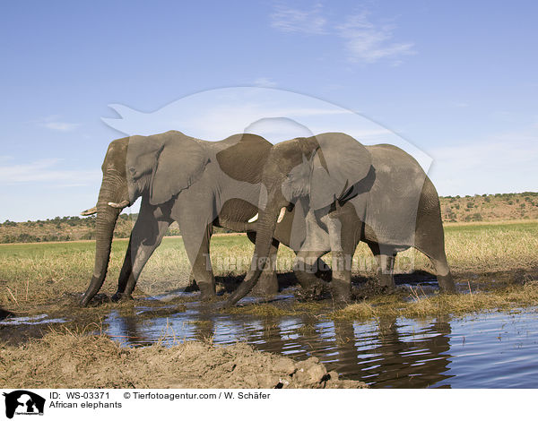 African elephants / WS-03371