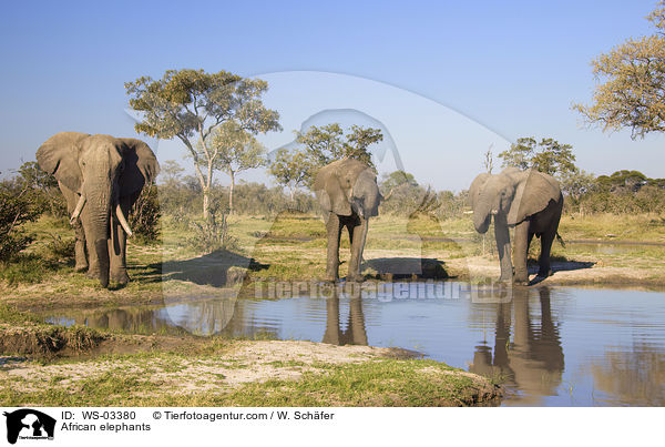 Afrikanische Elefanten / African elephants / WS-03380