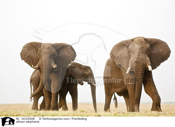 Afrikanische Elefanten / african elephants / HJ-03528