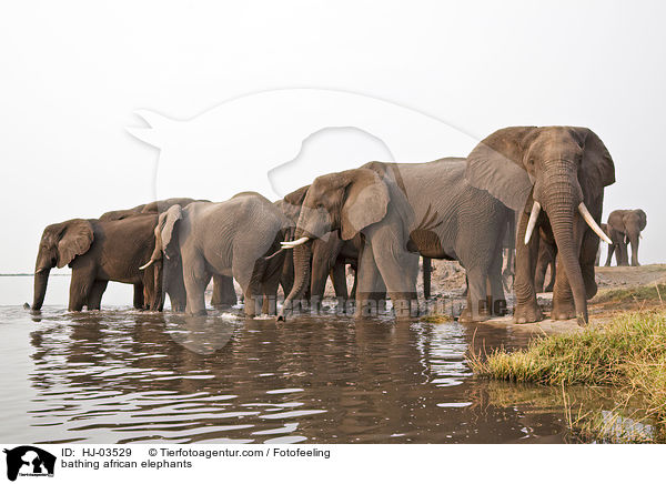 badende Afrikanische Elefanten / bathing african elephants / HJ-03529