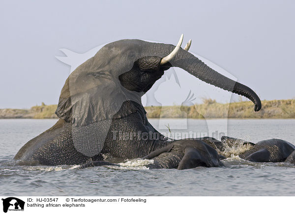 badende Afrikanische Elefanten / bathing african elephants / HJ-03547