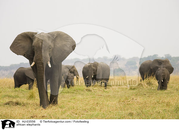 Afrikanische Elefanten / african elephants / HJ-03556