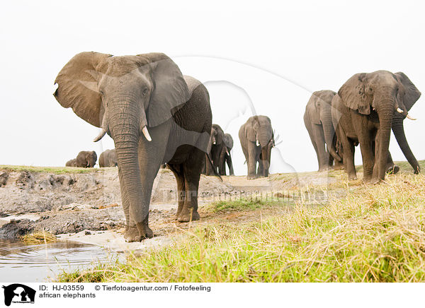 Afrikanische Elefanten / african elephants / HJ-03559