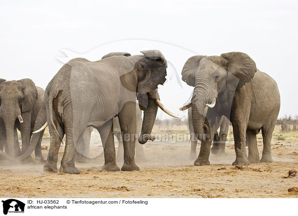 african elephants / HJ-03562