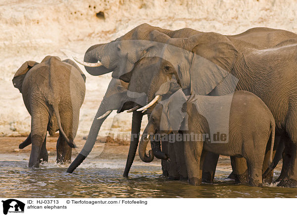 african elephants / HJ-03713