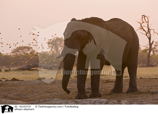 Afrikanischer Elefant / african elephant / HJ-03731