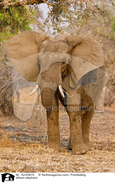 Afrikanischer Elefant / african elephant / HJ-03815