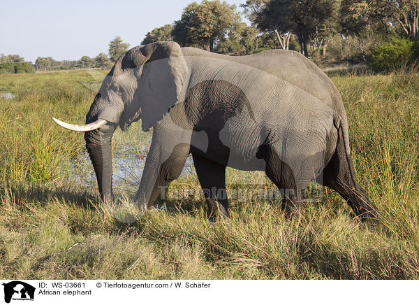 Afrikanischer Elefant / African elephant / WS-03661