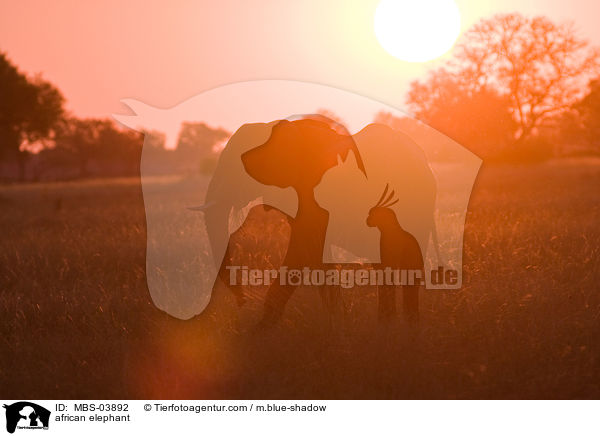 afrikanischer Elefant / african elephant / MBS-03892