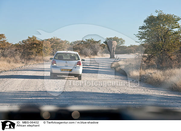 Afrikanischer Elefant / African elephant / MBS-06402