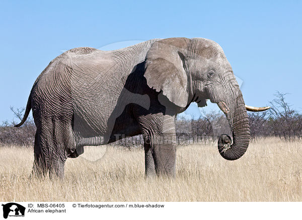 Afrikanischer Elefant / African elephant / MBS-06405