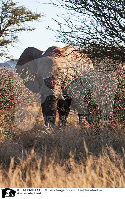 Afrikanischer Elefant / African elephant / MBS-06411