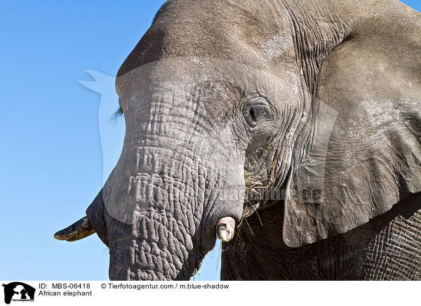 Afrikanischer Elefant / African elephant / MBS-06418