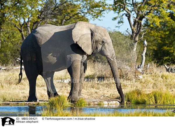 Afrikanischer Elefant / African elephant / MBS-06421