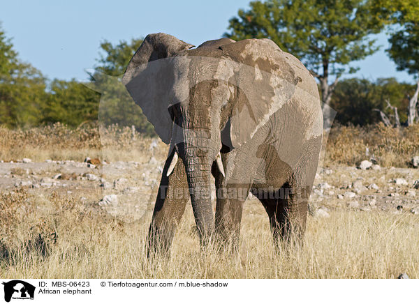 Afrikanischer Elefant / African elephant / MBS-06423