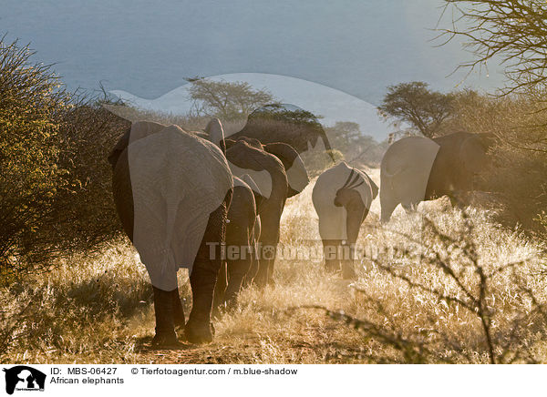 Afrikanische Elefanten / African elephants / MBS-06427