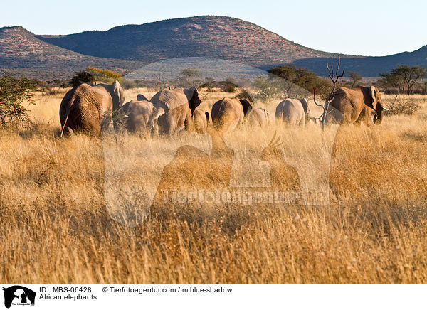 Afrikanische Elefanten / African elephants / MBS-06428