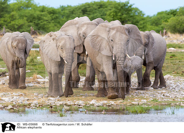 African elephants / WS-05666