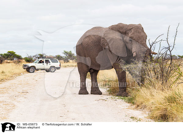 African elephant / WS-05673