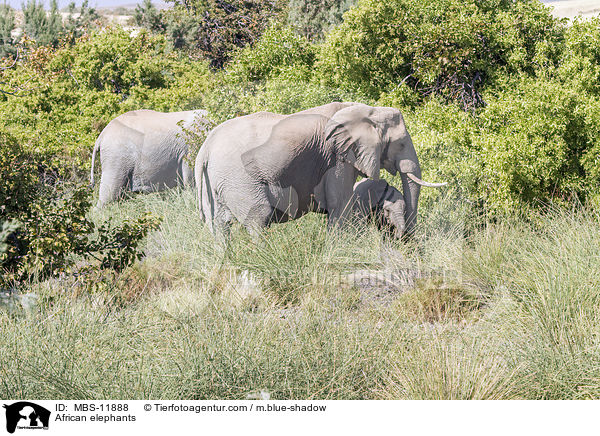 Afrikanische Elefanten / African elephants / MBS-11888