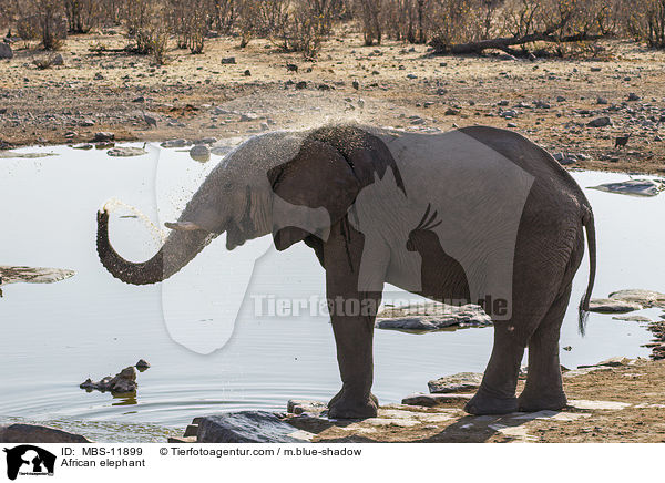 Afrikanischer Elefant / African elephant / MBS-11899