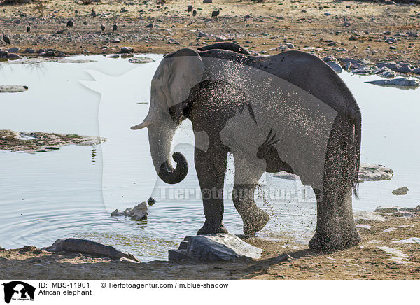 Afrikanischer Elefant / African elephant / MBS-11901