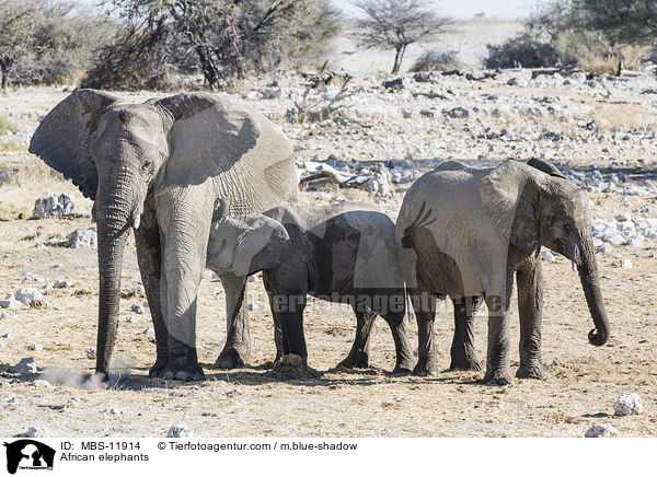 Afrikanische Elefanten / African elephants / MBS-11914