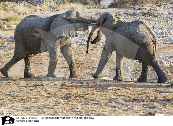 Afrikanische Elefanten / African elephants / MBS-11920