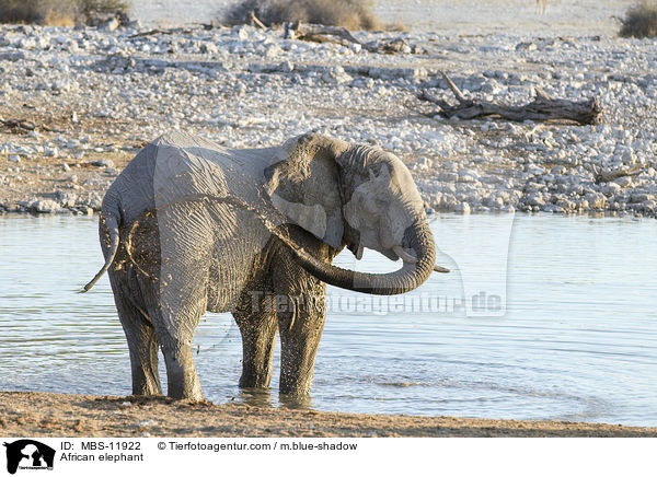 Afrikanischer Elefant / African elephant / MBS-11922