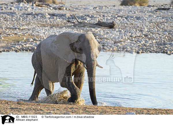 African elephant / MBS-11923