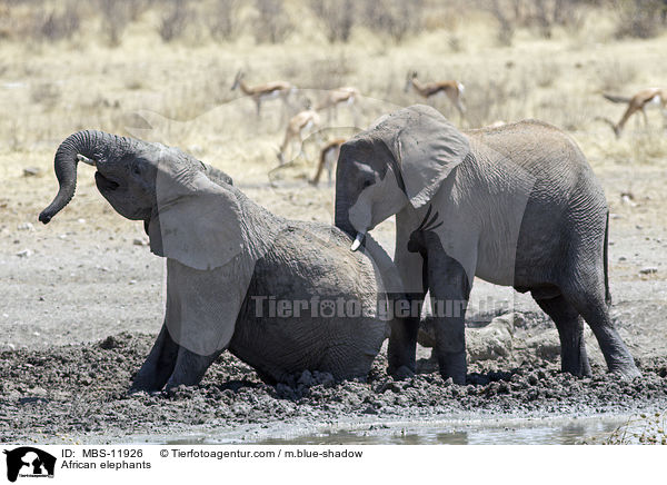 Afrikanische Elefanten / African elephants / MBS-11926