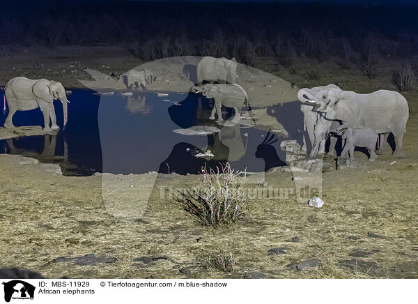 Afrikanische Elefanten / African elephants / MBS-11929