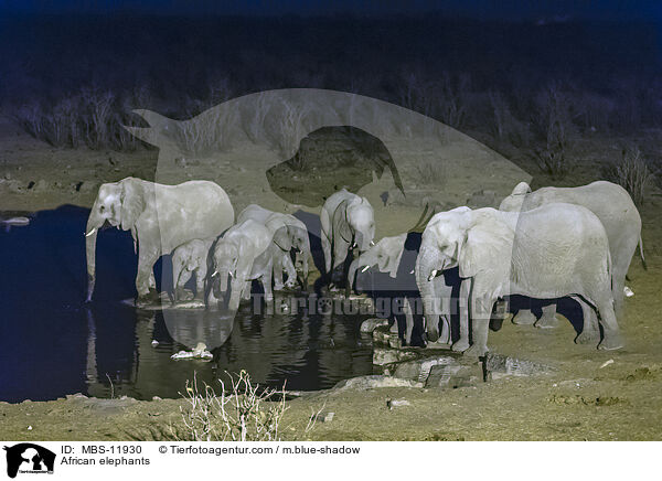 Afrikanische Elefanten / African elephants / MBS-11930