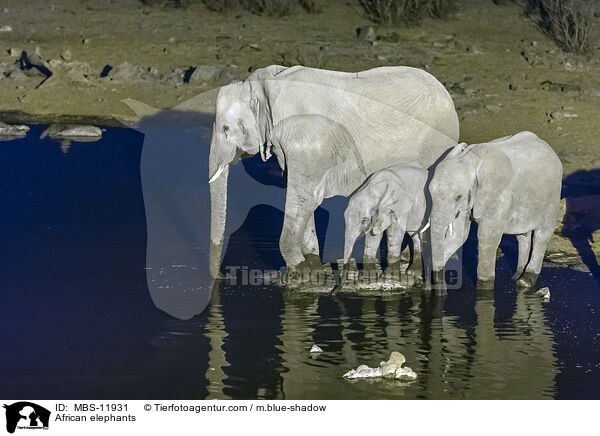 Afrikanische Elefanten / African elephants / MBS-11931