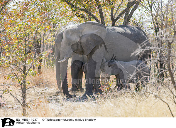 African elephants / MBS-11937